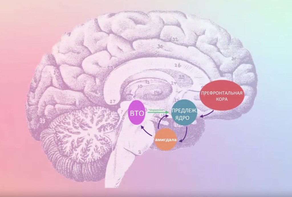 Что такое нейробиология&nbsp;аддикции?